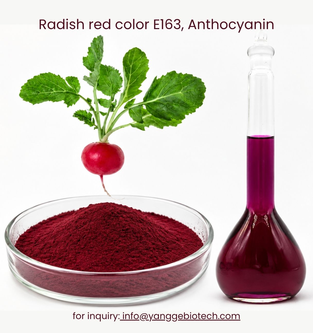 Radish red color E163, Anthocyanin Radish red color E163, Anthocyanin
